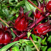 Australian Rosella Hibiscus Seeds