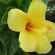 Light Yellow Hibiscus Seeds