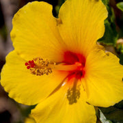 Yellow Hibiscus Seeds