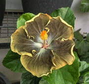 Army Green Hibiscus Seeds