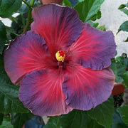 Ash Red Hibiscus Seeds