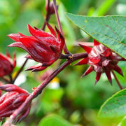 Australian Rosella Hibiscus Seeds