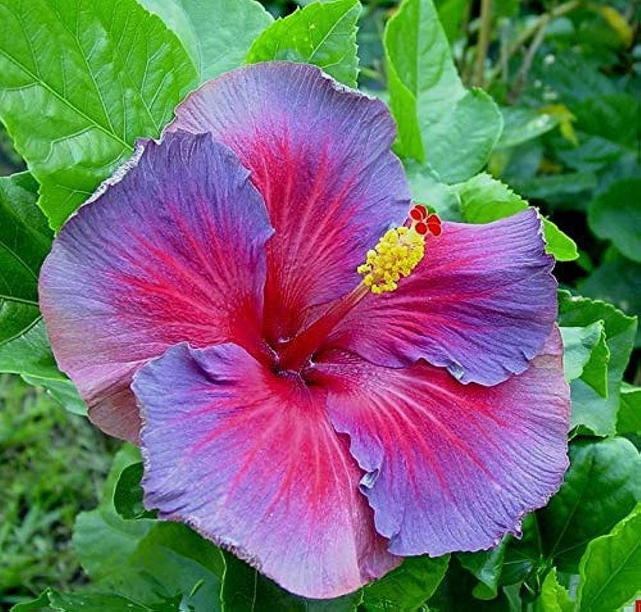 Blue-Pink Hibiscus Seeds