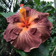 Brown Hibiscus Seeds