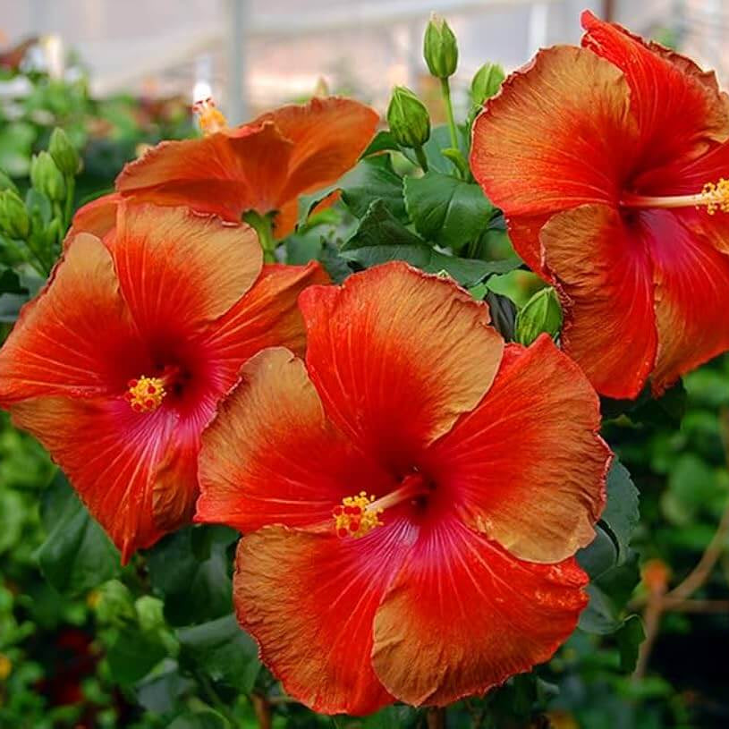 Brown Red Hibiscus Seeds