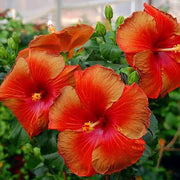 Brown Red Hibiscus Seeds