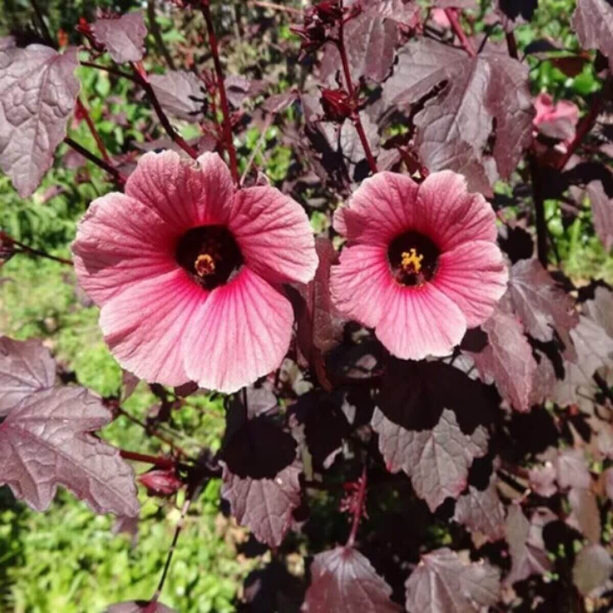 Cranberry Hibiscus Seeds