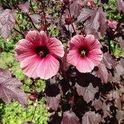 Cranberry Hibiscus Seeds