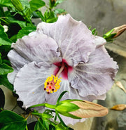 Dark Gray Hibiscus Seeds