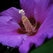 Dark Purple Hibiscus Seeds
