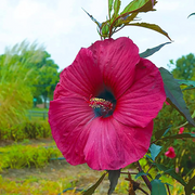 Giant Hibiscus Seeds