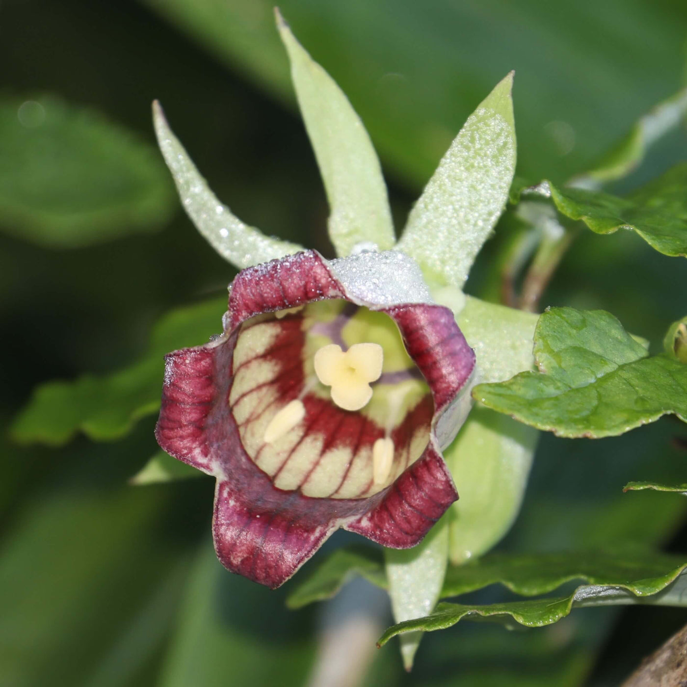 Green Purple Hibiscus Seeds