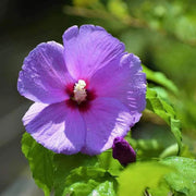 Lavender Hibiscus Seeds