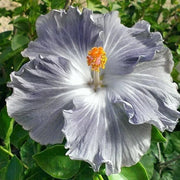 Light Grey Hibiscus Seeds