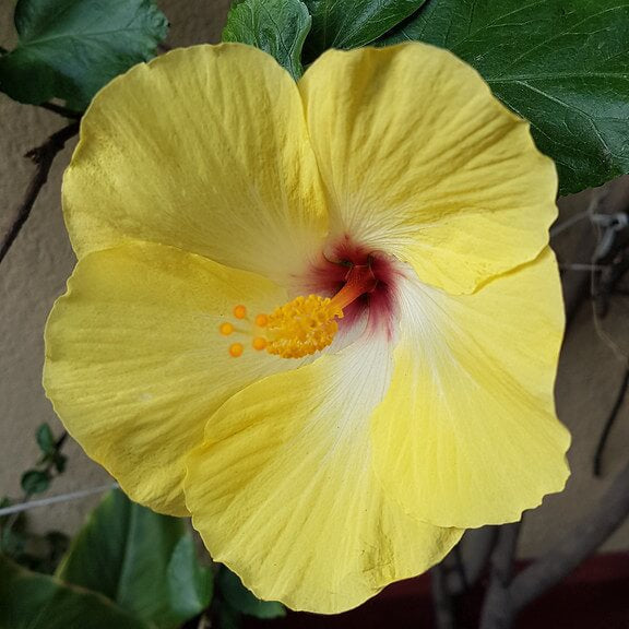 Light Yellow Hibiscus Seeds