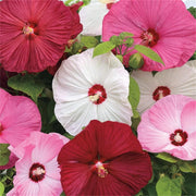 Dinner Seeds, Hibiscus moscheutos