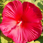 Moscheutos Hibiscus Seeds