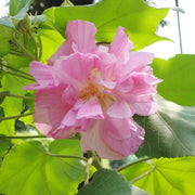 Mutabilis Hibiscus Seeds
