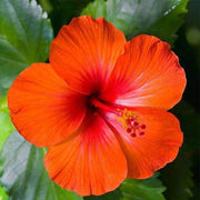 Orange Hibiscus Seeds