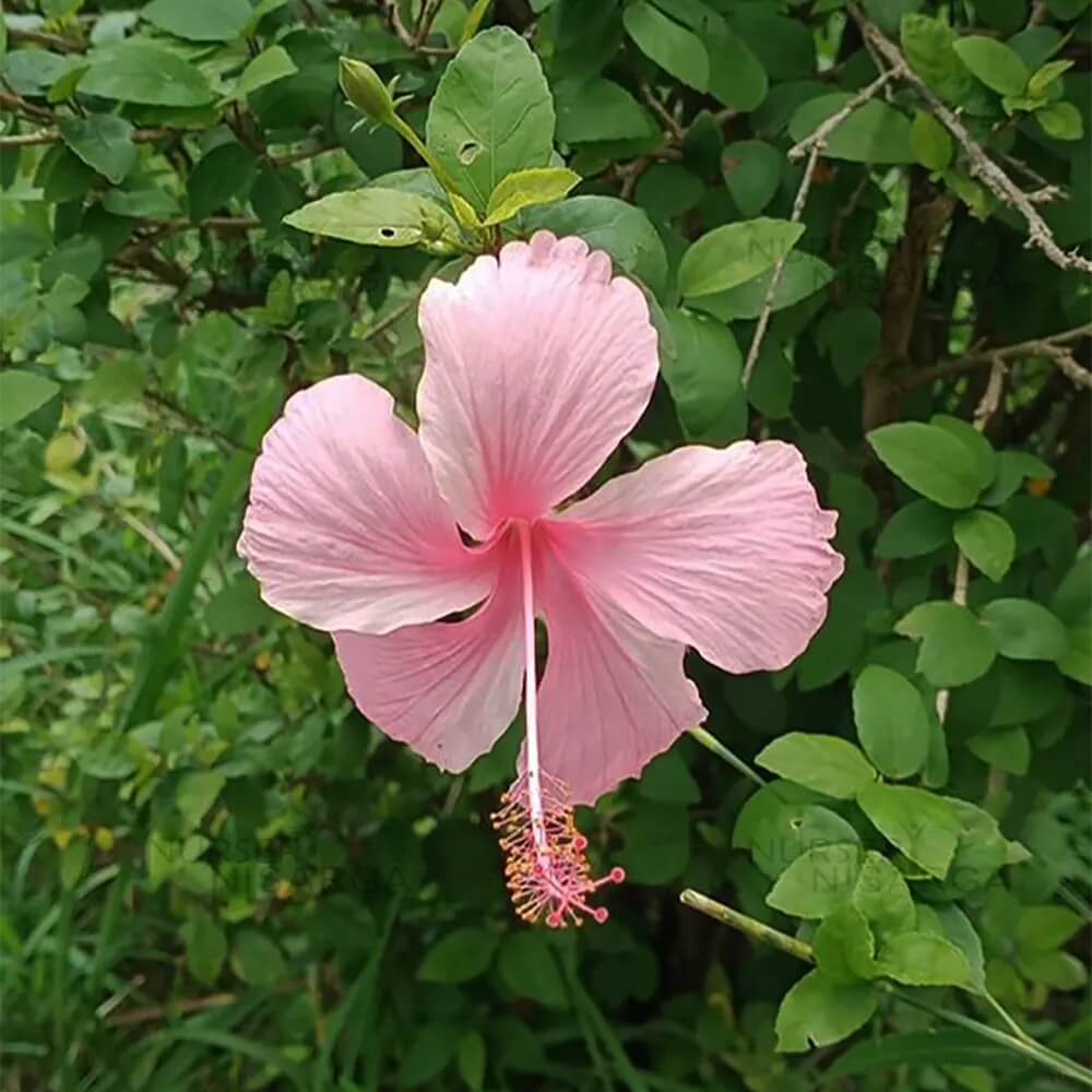 Pale Pink Hibiscus Seeds