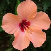 Peach Hibiscus Seeds