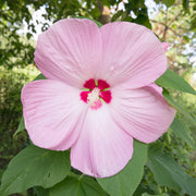 Pink Dinner Plate Hibiscus Seeds