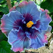 Pink Seeds, Purple & Blue Mix Hibiscus