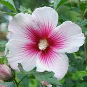 Pink White Hibiscus Seeds