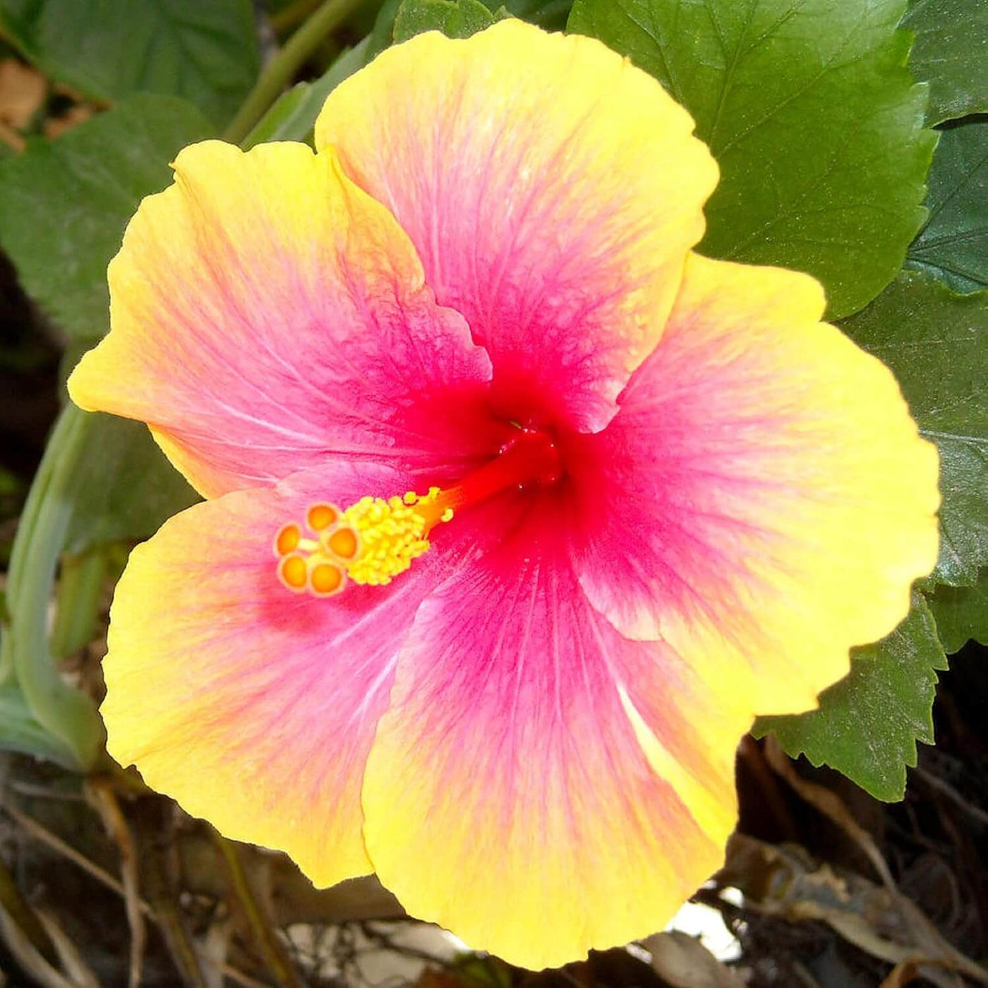 Pink Yellow Hibiscus Seeds