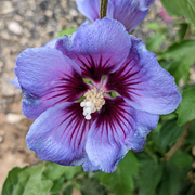 Purple Hibiscus Seeds
