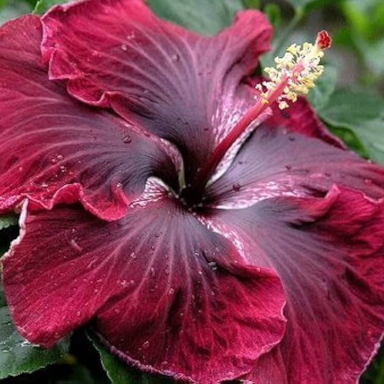 Purple Maroon Hibiscus Seeds