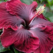 Purple Maroon Hibiscus Seeds