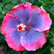 Purple Pink Hibiscus Seeds