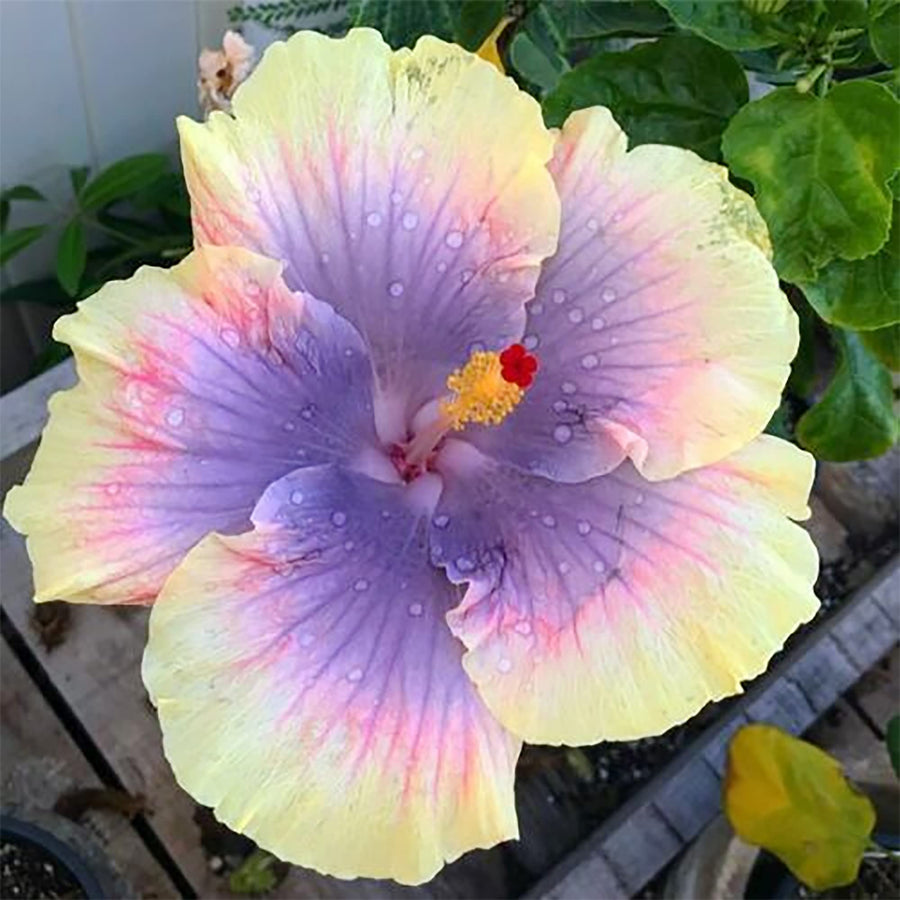 Purple Yellow Hibiscus Seeds