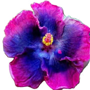 Rare Blue Pink Hibiscus Seeds