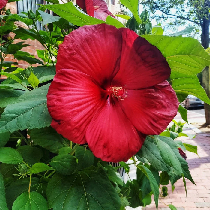 Red Dinner Plate Hibiscus Seeds
