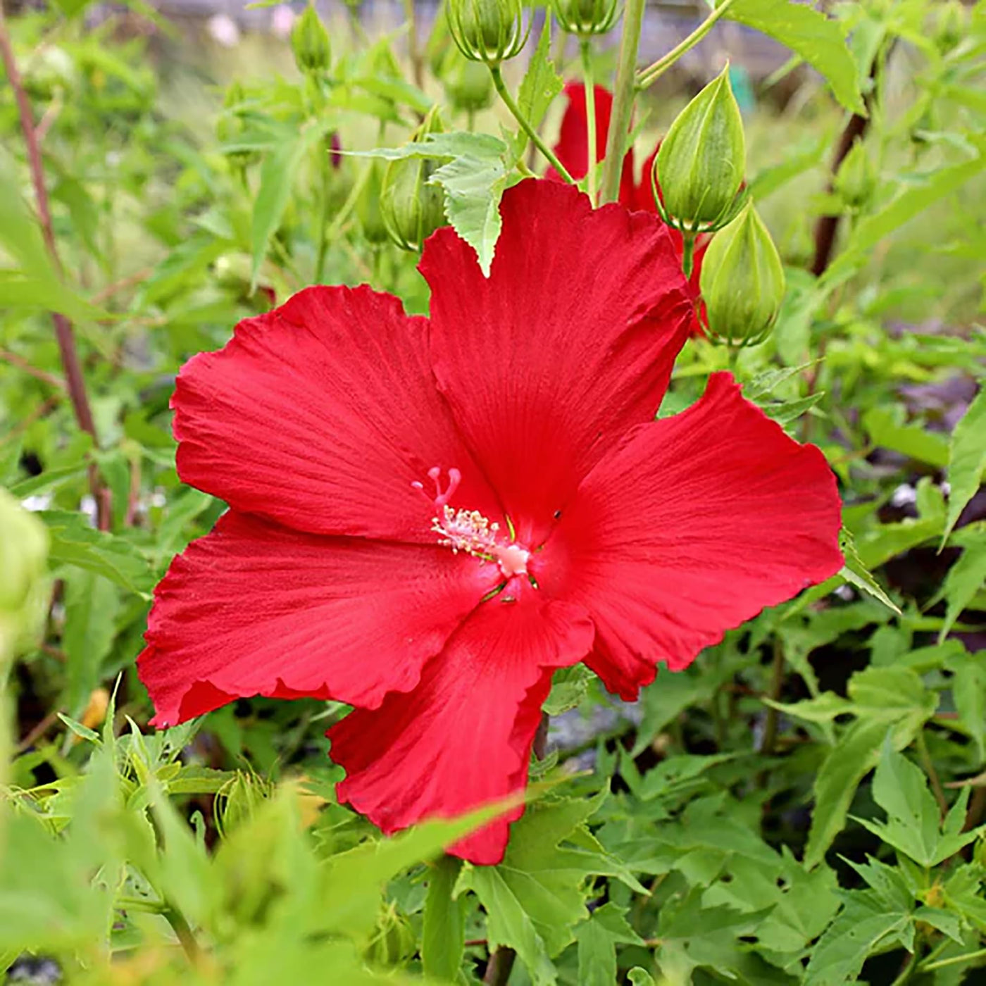 Red Hardy Hibiscus Seeds