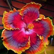 Red Purple Hibiscus Seeds