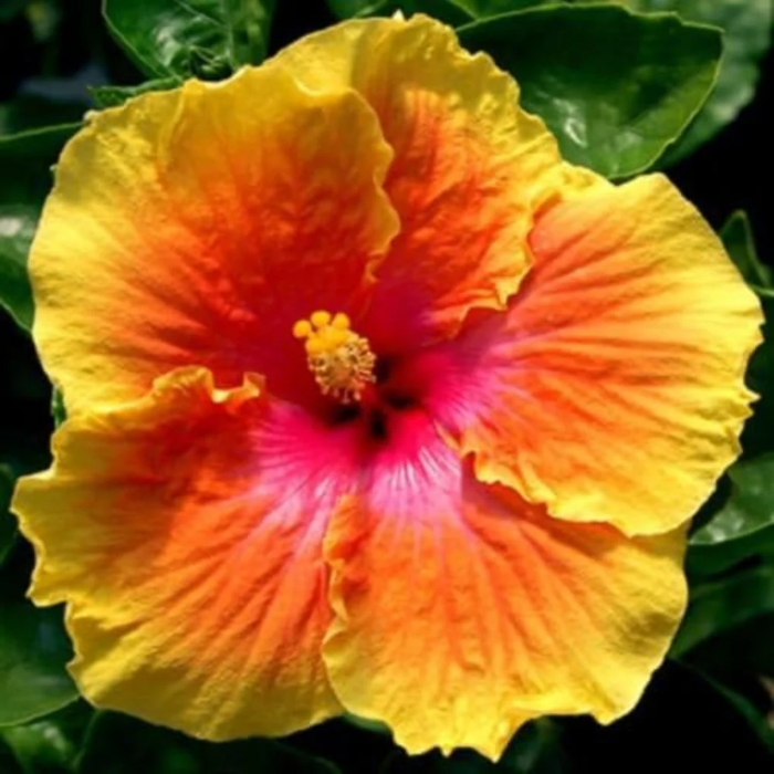 Red Yellow Hibiscus Seeds