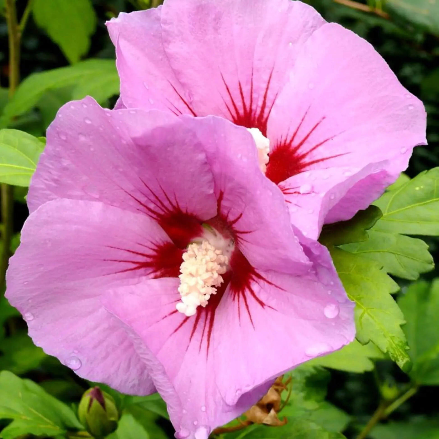 Rose of Sharon Hibiscus Seeds