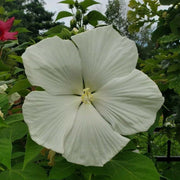 Snow White Hibiscus Seeds