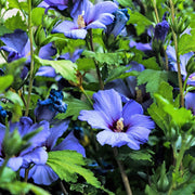 Syriacus Hibiscus Seeds