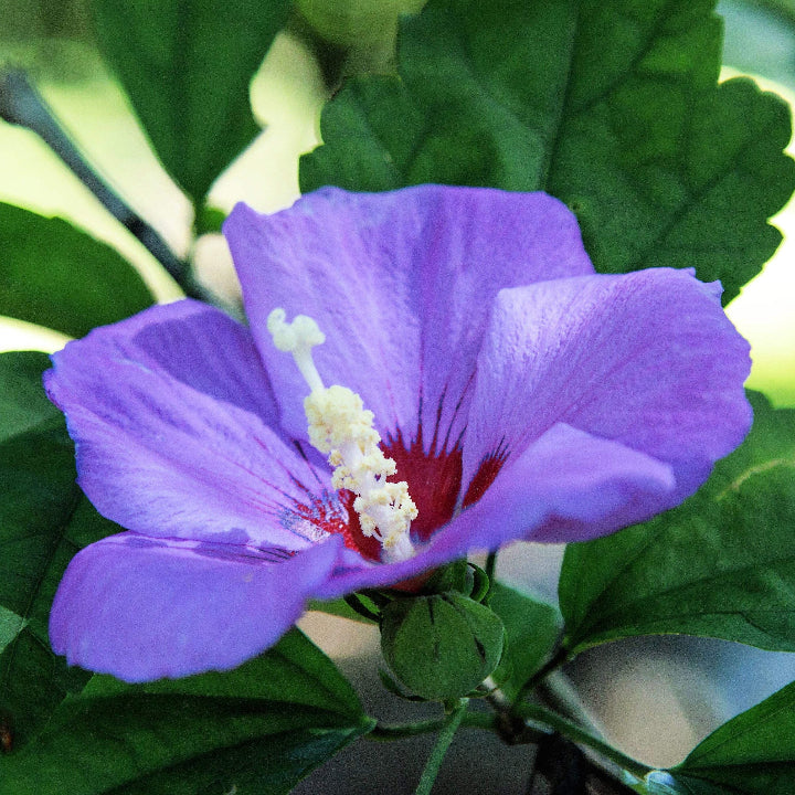 Syriacus Hibiscus Seeds