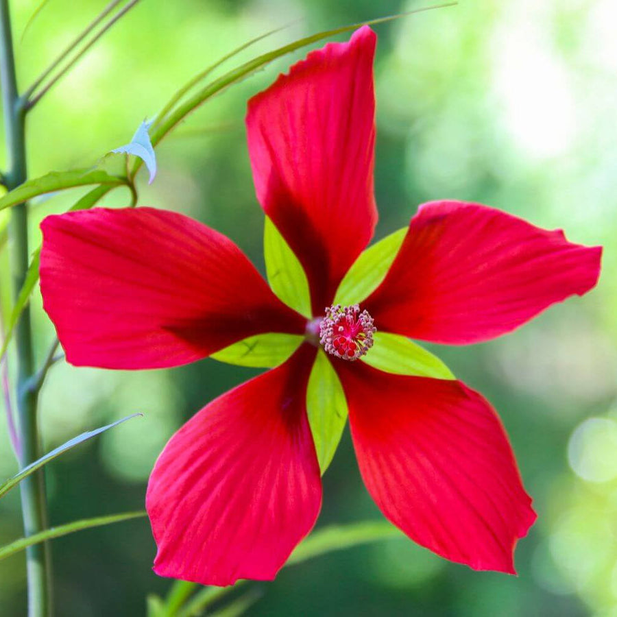 Texas Star Hibiscus Seeds