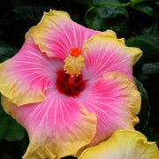 Tropical Yellow Pink Hibiscus Seeds