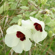 Vitifolius Hibiscus Seeds