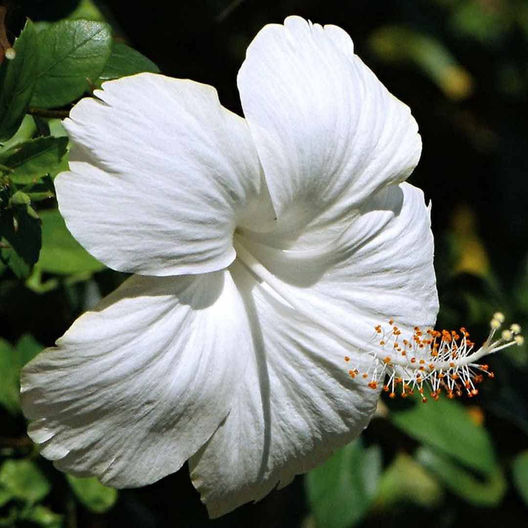White Hibiscus Seeds
