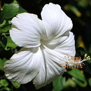 White Hibiscus Seeds
