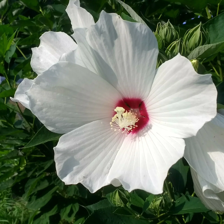 White Eye Hibiscus Seeds