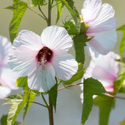 White & Hot Pink Hibiscus Seeds